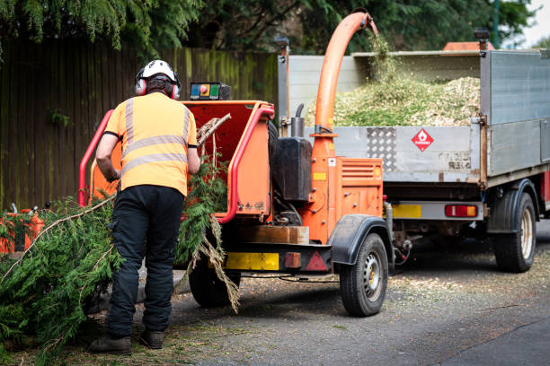 Best Lawn Drainage Solutions  in Fayetteville, TN