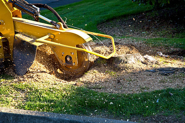 Artificial Turf Installation in Fayetteville, TN