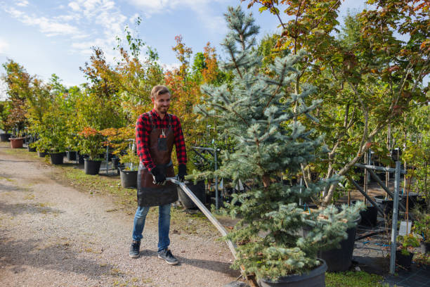 How Our Tree Care Process Works  in  Fayetteville, TN