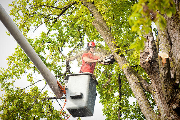  Fayetteville, TN Tree Removal Pros