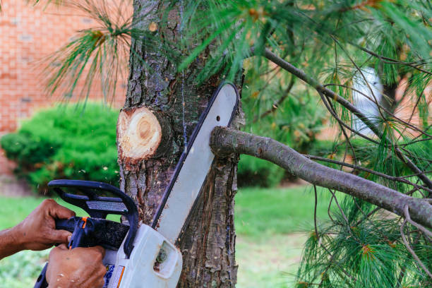 Fayetteville, TN Tree Removal Company